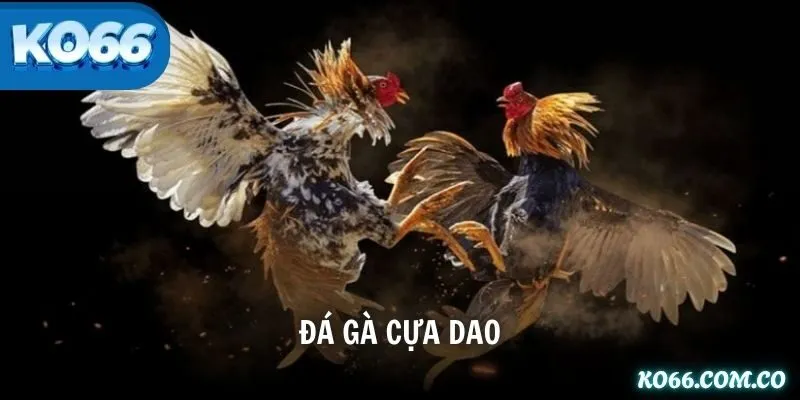 Đá gà cựa dao
