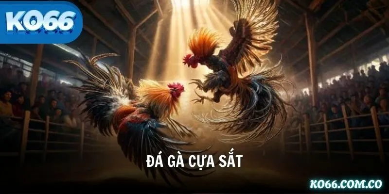 Đá gà cựa sắt