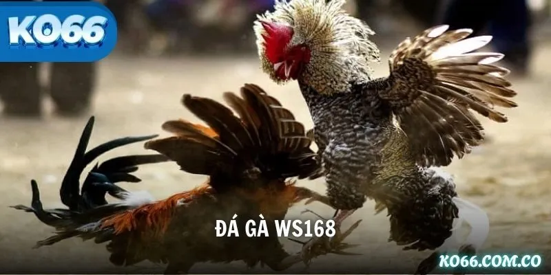 Đá Gà WS168