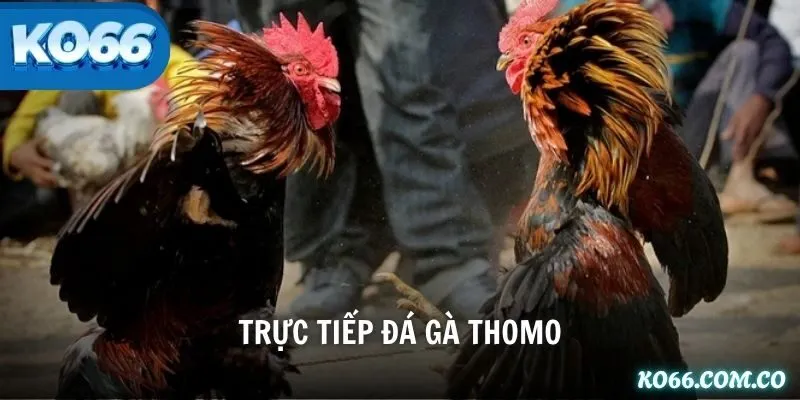 Trực tiếp đá gà Thomo